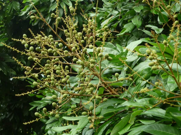 Cây nhãn – Đặc điểm, kỹ thuật trồng và chăm sóc cây nhãn