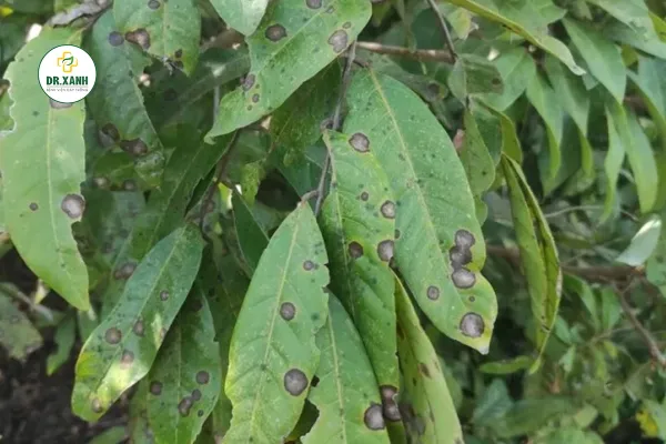 TỔNG HỢP CÁC BỆNH THƯỜNG GẶP NHẤT TRÊN CÂY NHÃN VÀ CÁCH TRỊ